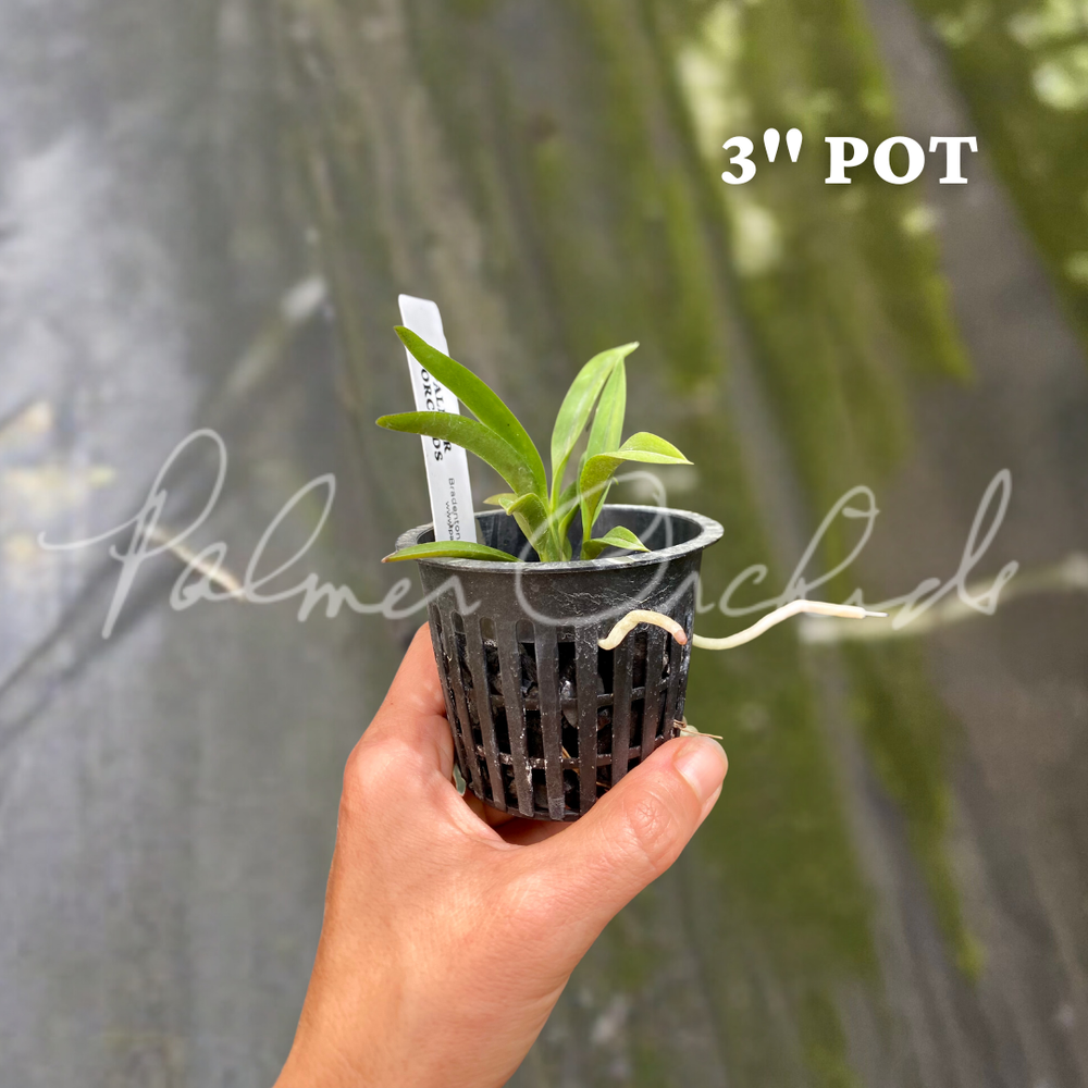 Neofinetia falcata — Palmer Orchids